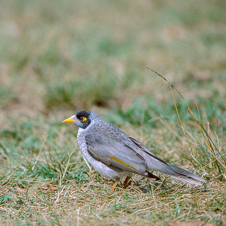 Noisy miner