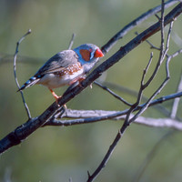 Zebra Finch