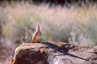 Crested Pigeon