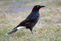 Grey Currawong