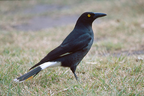 Grey Currawong