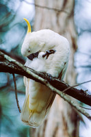 Sulphur-crested Cockatoo