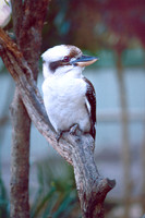 Laughing Kookaburra