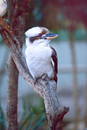 Laughing Kookaburra