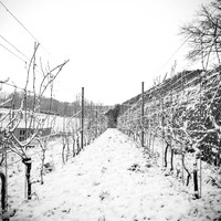 2026 01 11 Villers-la-Vigne n° 005