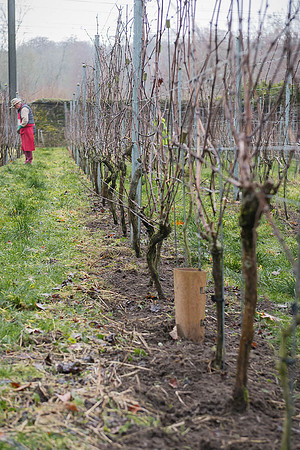 2026 01 31 Villers-la-Vigne n° 08