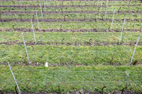 2026 01 31 Villers-la-Vigne n° 10