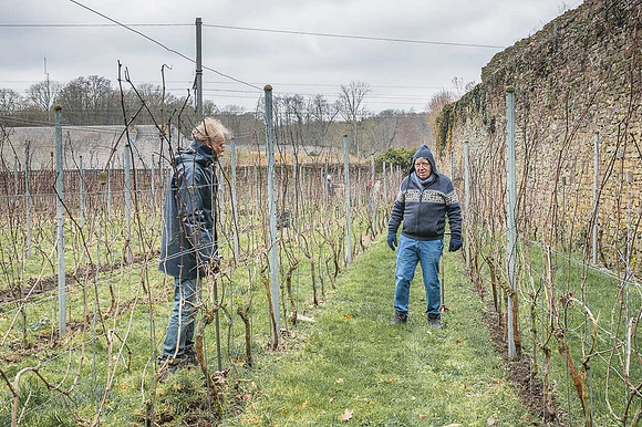 2026 02 14 Entretien vigne n° 02