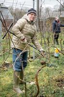 2026 02 14 Entretien vigne n° 04