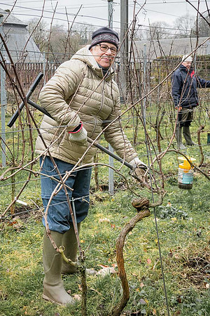 2026 02 14 Entretien vigne n° 04