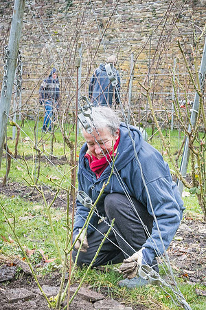 2026 02 14 Entretien vigne n° 01
