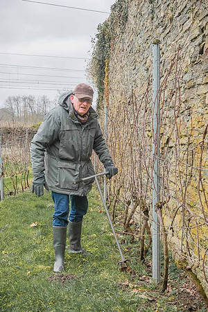 2026 02 14 Entretien vigne n° 03