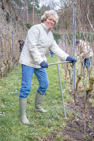 2026 02 14 Entretien vigne n° 05