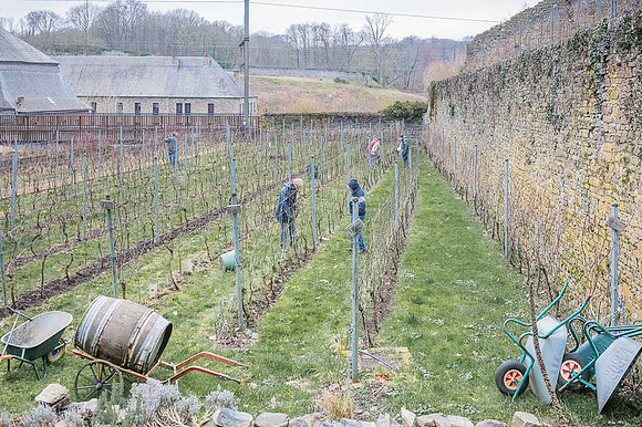 2026 02 14 Entretien vigne n° 09