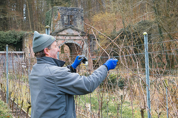 2026 02 14 Entretien vigne n° 08