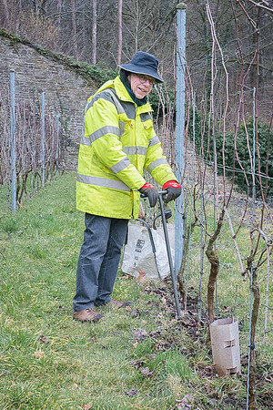 2026 02 14 Entretien vigne n° 11