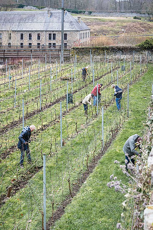 2026 02 14 Entretien vigne n° 12