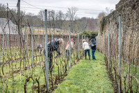 2026 02 14 Entretien vigne n° 13