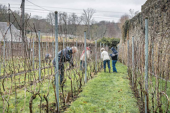 2026 02 14 Entretien vigne n° 13