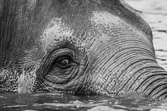Eléphant d'Asie  -  2025