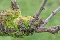 2026-03-14 Villers-la-Vigne n° 18