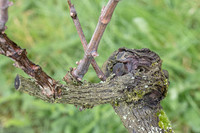 2026-03-14 Villers-la-Vigne n° 19