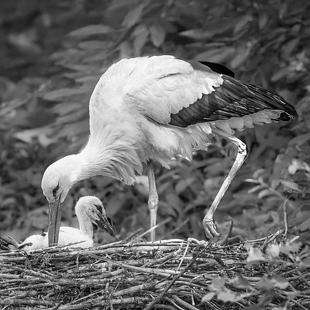 Cigogne  -  2025