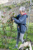 2026 04 11 Villers-la-Vigne arqûre n° 03