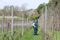 2026 04 11 Villers-la-Vigne arqûre n° 05