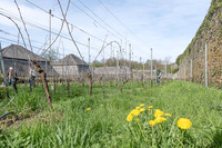 2026 04 11 Villers-la-Vigne arqûre n° 06