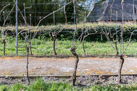 2026 04 11 Villers-la-Vigne arqûre n° 09