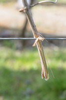 2026 04 11 Villers-la-Vigne arqûre n° 08