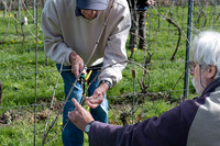 2026 04 11 Villers-la-Vigne arqûre n° 13