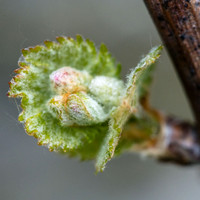 2026 04 18 Arcure n° 05