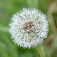 2026 04 18 Arcure n° 07 L'intrus