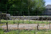 2026 05 02 désherbage n° 03