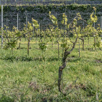 2026 05 16 déherbage n° 04