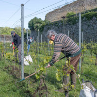 2026 05 16 déherbage n° 17
