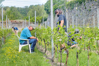 2026 05 23 ébourgeonnage - épamprage n° 02