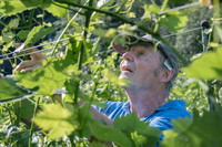 2026 06 27 Palissage n° 16
