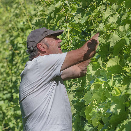 2026 07 04 vigne palissage n° 02