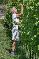 2026 07 04 vigne palissage n° 01