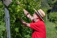 2026 07 04 vigne palissage n° 03