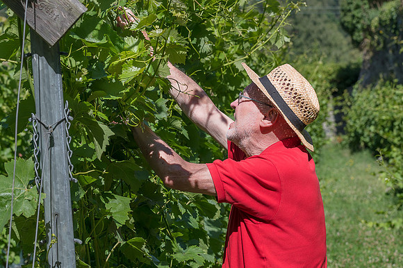 2026 07 04 vigne palissage n° 03