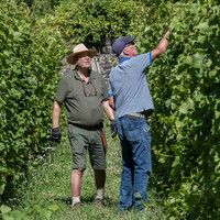 2026 07 04 vigne palissage n° 04