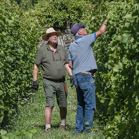 2026 07 04 vigne palissage n° 04