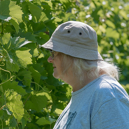 2026 07 04 vigne palissage n° 06
