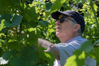2026 07 04 vigne palissage n° 08
