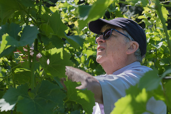 2026 07 04 vigne palissage n° 08