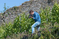 2026 07 04 vigne palissage n° 11